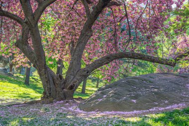 Central Park 'ta bahar, New York