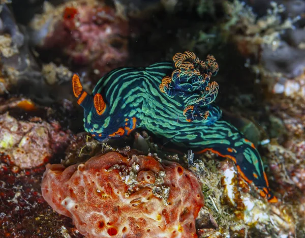 Nudibranchs Njudbrk Group Soft Bodied Marine Gastropod Mollusks — Foto Stock