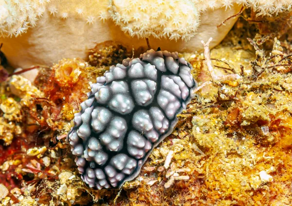 Nudibrânquios Njudbrk São Grupo Moluscos Gastrópodes Marinhos Corpo Mole — Fotografia de Stock