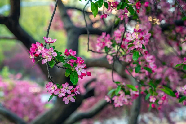 Malus Coronaria Také Známý Pod Názvy Sladké Kraby Nebo Girland — Stock fotografie