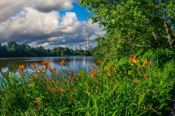 Baharda Central Park New York City Sabahın Erken Saatlerinde Çiçek — Stok fotoğraf