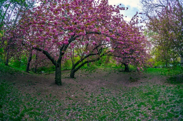 Frühling Central Park New York City — Stockfoto