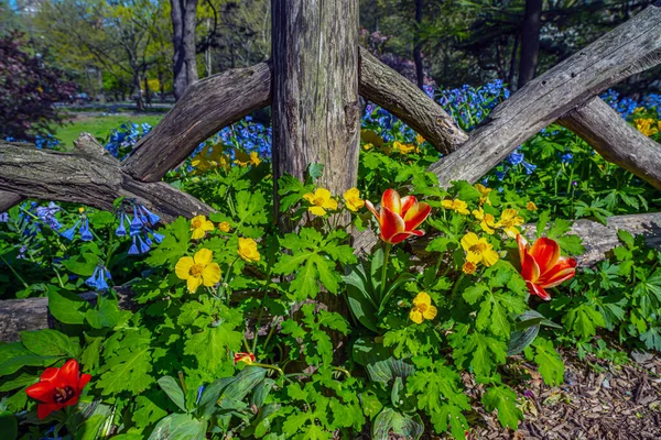 Весна Центральном Парке Нью Йорка Тюльпанами Перед Деревянным Забором — стоковое фото