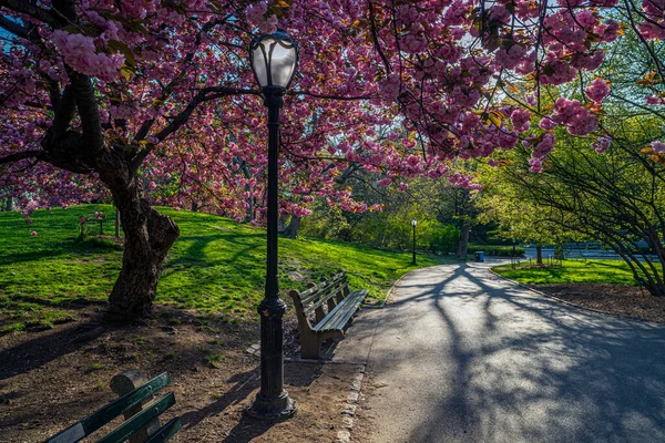 ニューヨーク市セントラルパークの春 — ストック写真