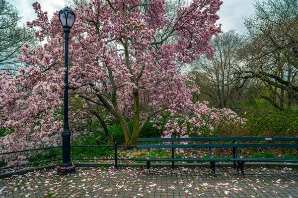 Spring Central Park New York City Flowering Magnolia Blossems — Stock Photo, Image