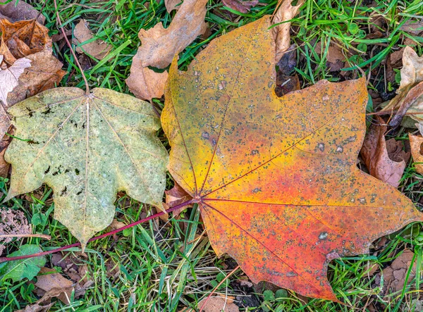 Autunno Autunno Fogliame Nella Foresta Con Foglie Acero — Foto Stock