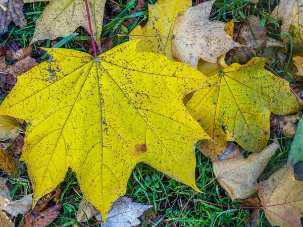 Nature Morte Automne Grande Feuille Érable Jaune Sur Sol Forestier — Photo