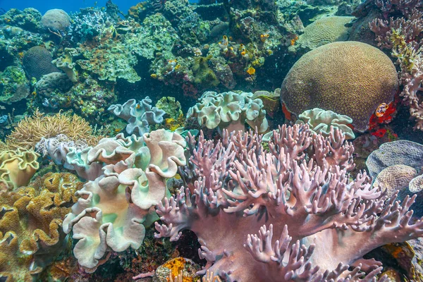 印度尼西亚北苏拉威西海岸南太平洋珊瑚礁 — 图库照片