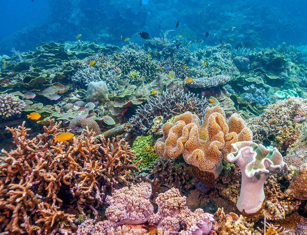 Récif Corallien Dans Pacifique Sud Côte Sulawesi Nord Indonésie — Photo