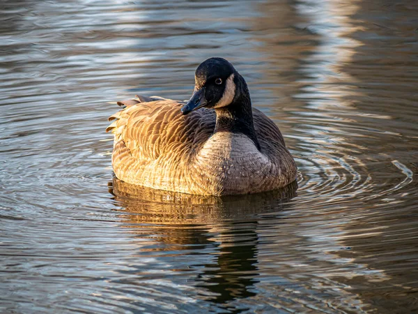 Ganso Canadá Branta Canadensis Gran Ganso Silvestre —  Fotos de Stock