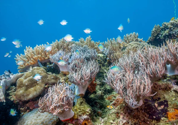 Recife Coral Pacífico Sul Costa North Sulawesi Indonésia — Fotografia de Stock