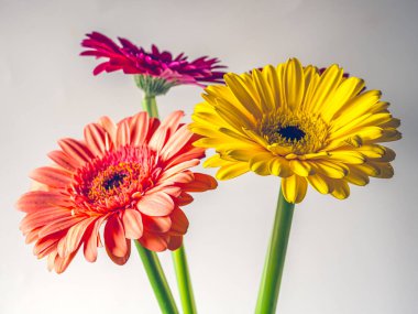 Barberton Papatyası