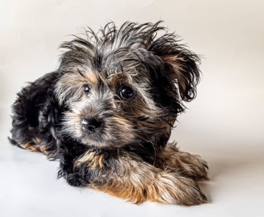 Yorkshire Teriyeri, genellikle Yorkie olarak kısaltılır, teriyer türünün en küçük köpek türlerinden biridir.,