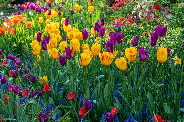 Tulip Spring Shakespeare Garden Central Ark — Stok fotoğraf
