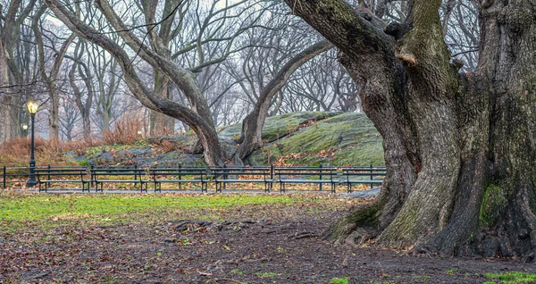 Central Park Winter Very Old Tree Rainy Day — Photo