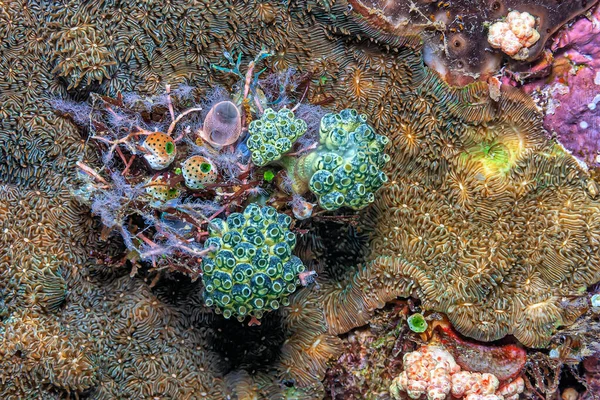 Nudibrânquios São Grupo Moluscos Gastrópodes Marinhos Corpo Mole — Fotografia de Stock