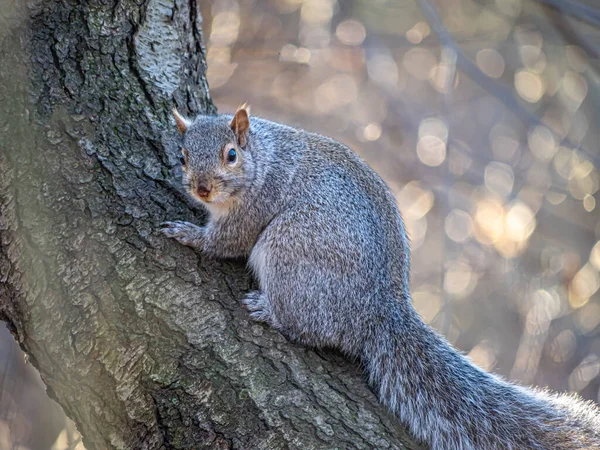 Eastern Gray Squirrel Sciurus Carolinensis Also Known Simply Grey Squirrel — 图库照片