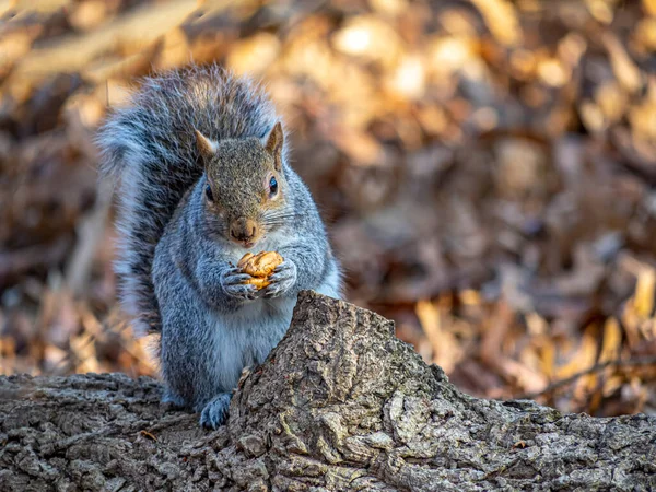 Восточная Серая Белка Sciurus Carolinensis Известная Просто Серая Белка Является — стоковое фото