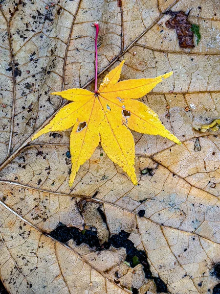 Autumn Fall Foliage Forest Tree Roots Ground — Stockfoto