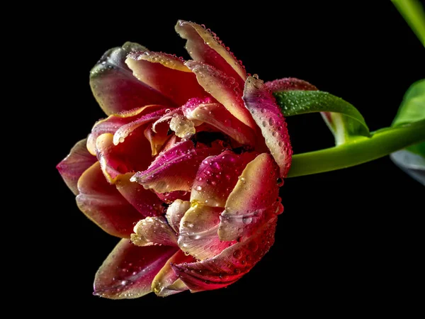 Tulipa Primavera Arranjos Vermelho Fundo Preto — Fotografia de Stock