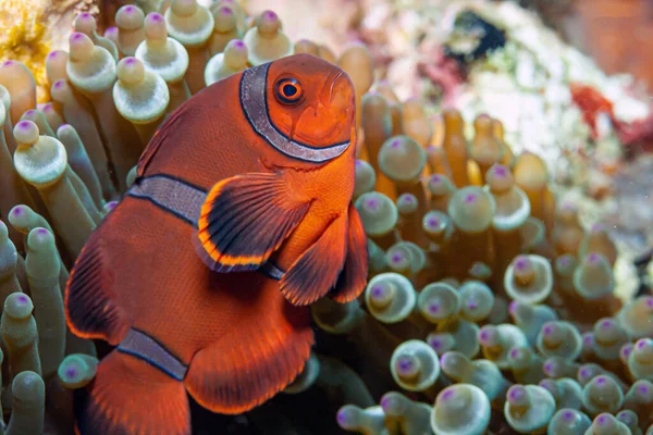 Clownfish Anemonefish Fishes Subfamily Amphiprioninae Family Pomacentridae — Stock Photo, Image