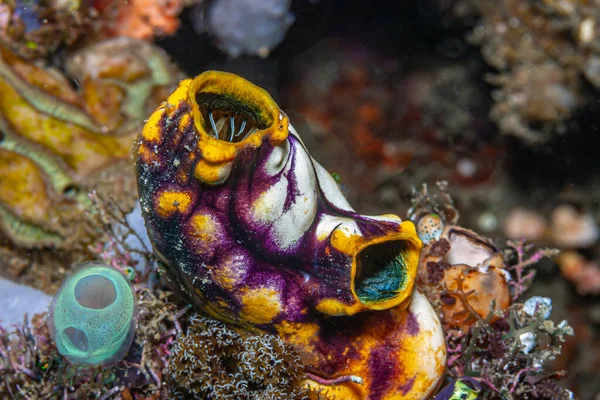 Polycarpa Aurata Juga Dikenal Sebagai Heart Ascidian Gold Mouth Sea — Stok Foto