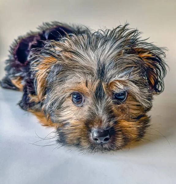 Yorkshire Terrier Often Shortened Yorkie One Smallest Dog Breeds Terrier — Stock Photo, Image