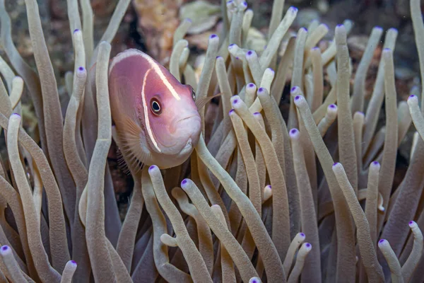 Clownfisk Eller Anemonefish Fiskar Från Underfamiljen Amphiprioninae Familjen Frökenfiskar Pomacentridae — Stockfoto