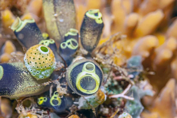 Nudibranchs Jsou Skupina Měkkých Mořští Plži Měkkýši — Stock fotografie
