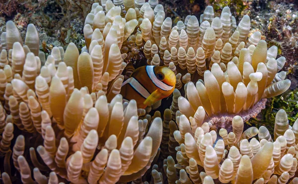 Anemoonvis Anemonefish Zijn Vissen Uit Onderfamilie Amphiprioninae Familie Pomacentridae — Stockfoto