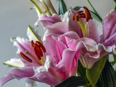 Lilium, Stargazer zambağı doğulu bir zambak türü.