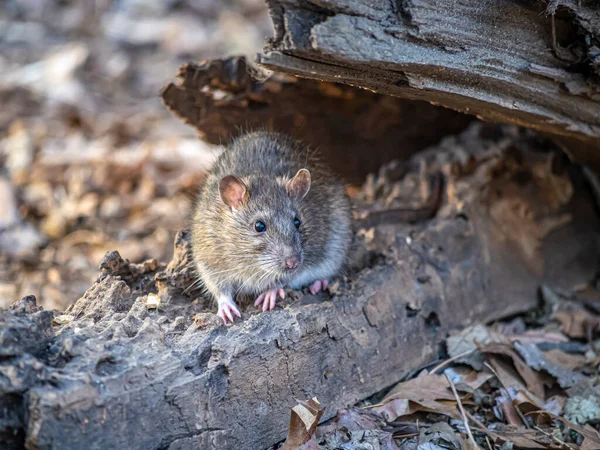 Bruine Rat Rattus Norvegicus Ook Bekend Als Gewone Rat Straatrat — Stockfoto