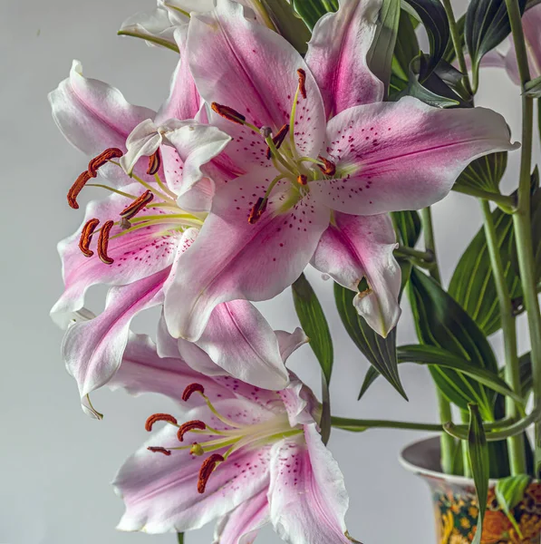 Lilium Lirio Stargazer Lirio Híbrido Del Grupo Oriental —  Fotos de Stock