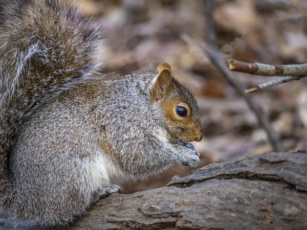 다람쥐 Eastern Gray Squirrel Sciurus Carolinensis 간단히 다람쥐로 도알려져 다람쥐이다 — 스톡 사진