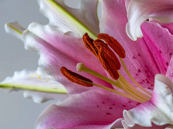 Lilium Lirio Stargazer Lirio Híbrido Del Grupo Oriental — Foto de Stock