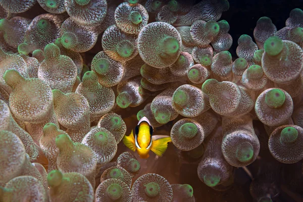 Recife Coral Pacífico Sul Largo Costa Ilha Sulawesi Peixe Palhaço — Fotografia de Stock