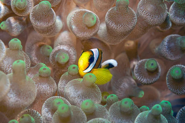 Recife Coral Pacífico Sul Largo Costa Ilha Sulawesi Peixe Palhaço — Fotografia de Stock