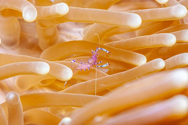 Hippolytidae Family Cleaner Shrimp Also Known Broken Back Shrimp Anemone — Stock Photo, Image