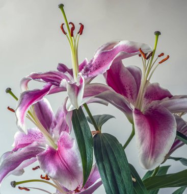 Lilium, Stargazer zambağı doğulu bir zambak türü.