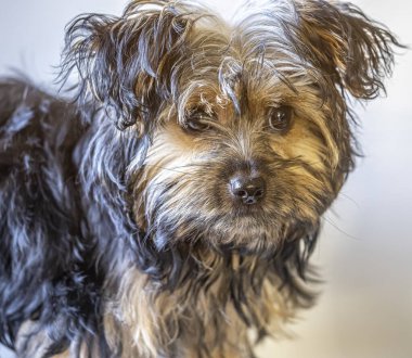 Yorkshire Teriyeri, genellikle Yorkie olarak kısaltılır, teriyer türünün en küçük köpek türlerinden biridir.,