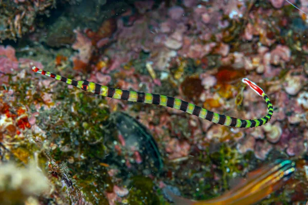 Pipefishes Pipe Fishes Syngnathinae Son Una Subfamilia Peces Pequeños Que — Foto de Stock