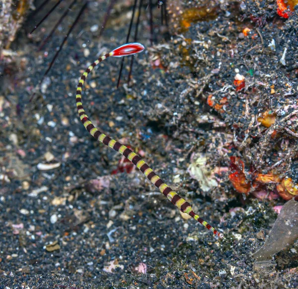 Pipefishes Pipe Fishes Syngnathinae Son Una Subfamilia Peces Pequeños Que — Foto de Stock