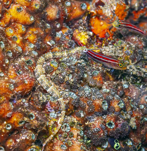 Seenadeln Oder Pfeifenfische Syngnathinae Sind Eine Unterfamilie Kleiner Fische Die — Stockfoto