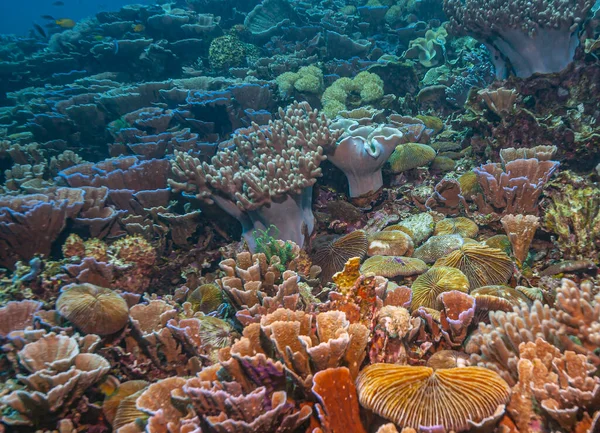 Korallrev Södra Stilla Havet Utanför Norra Sulawesi Kust — Stockfoto