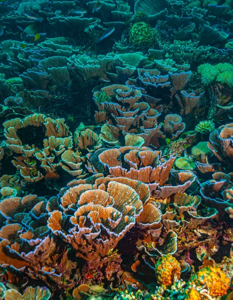 Récif Corallien Dans Pacifique Sud Large Des Côtes Sulawesi Nord — Photo