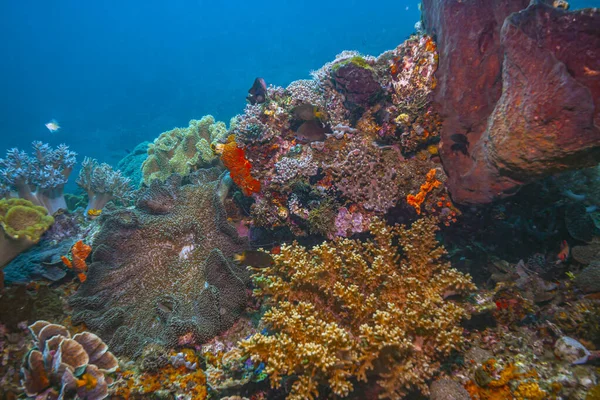 Recifes Coral Pacífico Sul — Fotografia de Stock