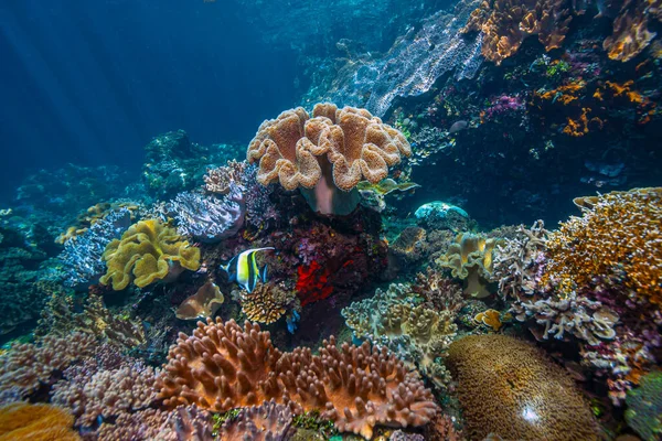 Recifes Corais Pacífico Sul Largo Costa North Sulawesi — Fotografia de Stock