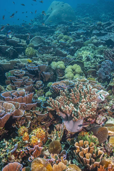 Recifes Corais Pacífico Sul Largo Costa North Sulawesi — Fotografia de Stock