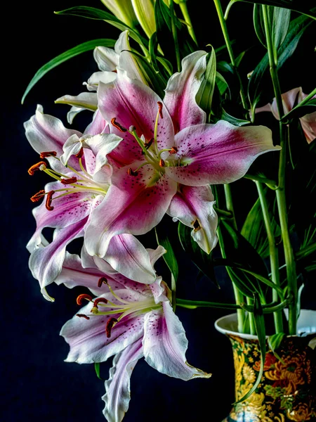 Lilium Stargazer Zambağı Doğulu Bir Zambak Türü — Stok fotoğraf