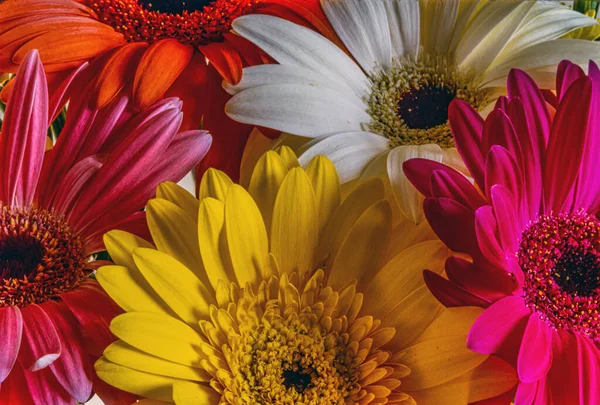 Barberton Daisy Arrangement — Stock Photo, Image